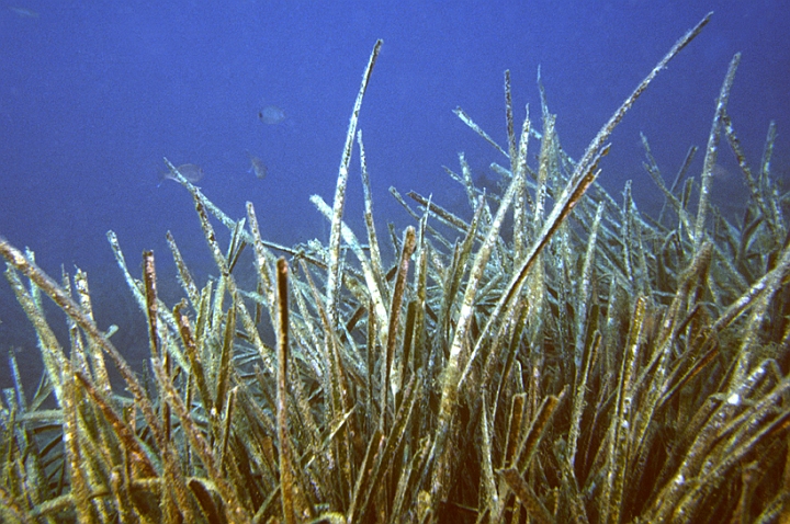 09 Posidonia.jpg - ...riducendo l'erosione della costa.